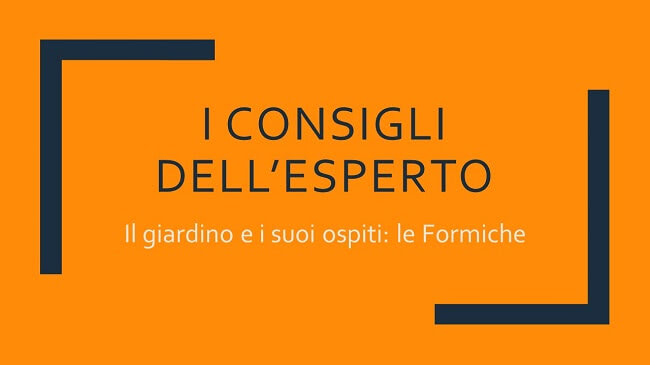 Il giardino e i suoi ospiti: le Formiche