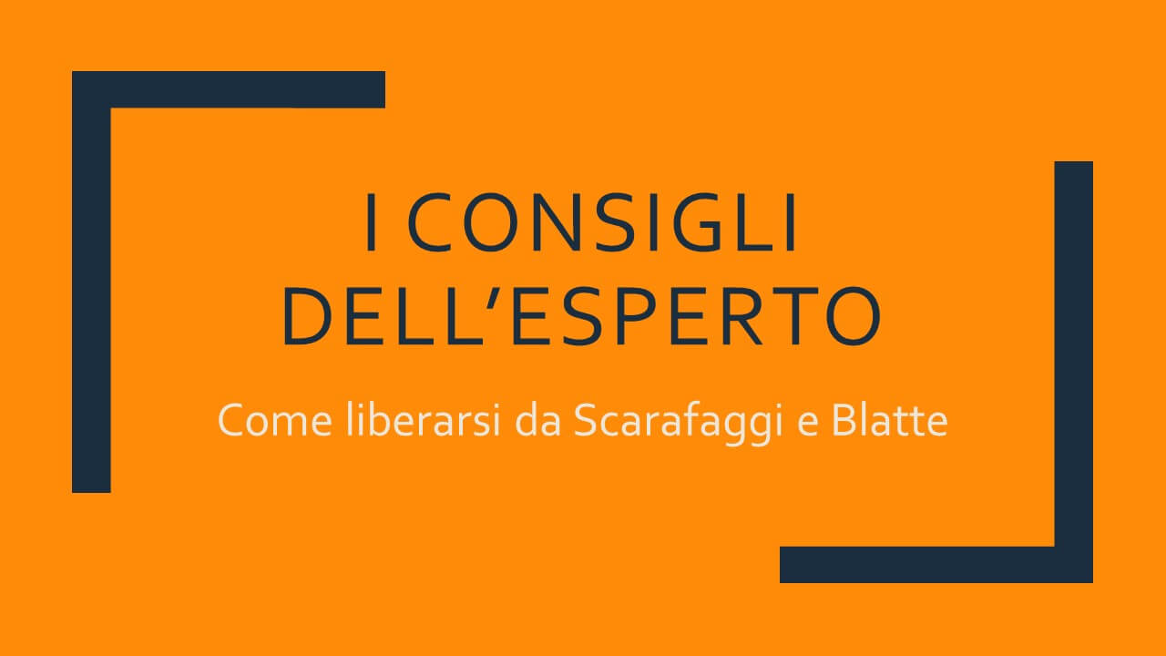 Come liberarsi da Scarafaggi e Blatte