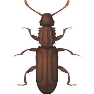 Silvano (Oryzaephilus surinamensis)