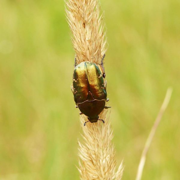 Servizio di riconoscimento insetti