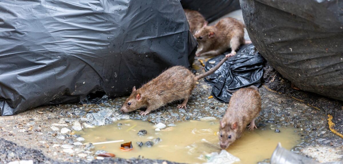 Ratto di fogna