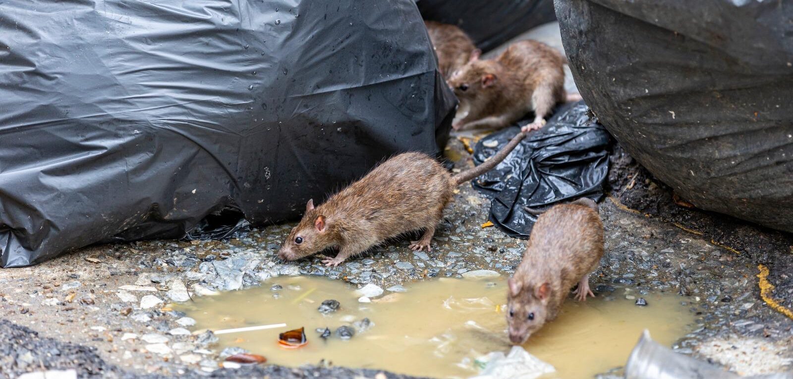 Ratto di fogna