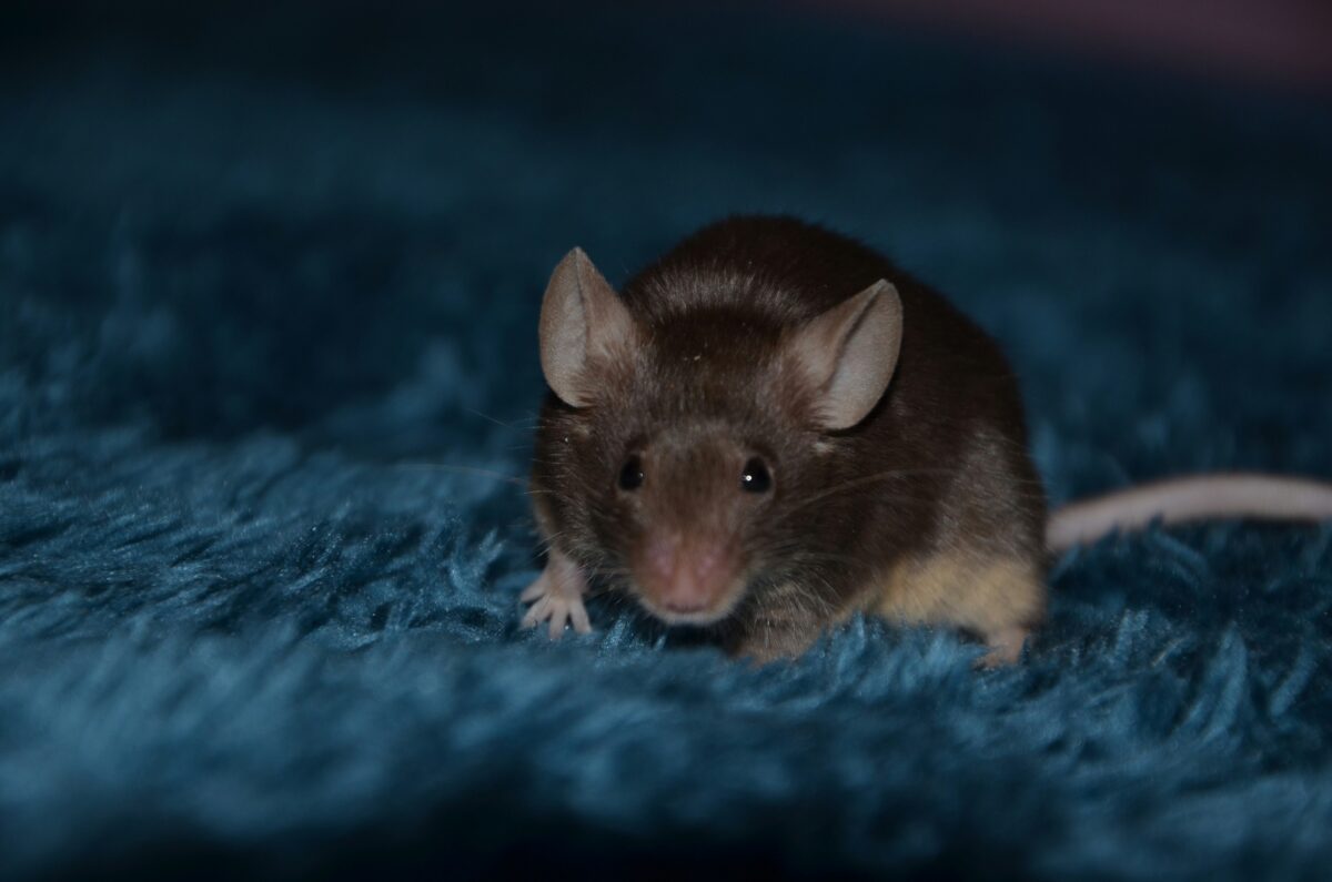 Ratto nero o dei tetti