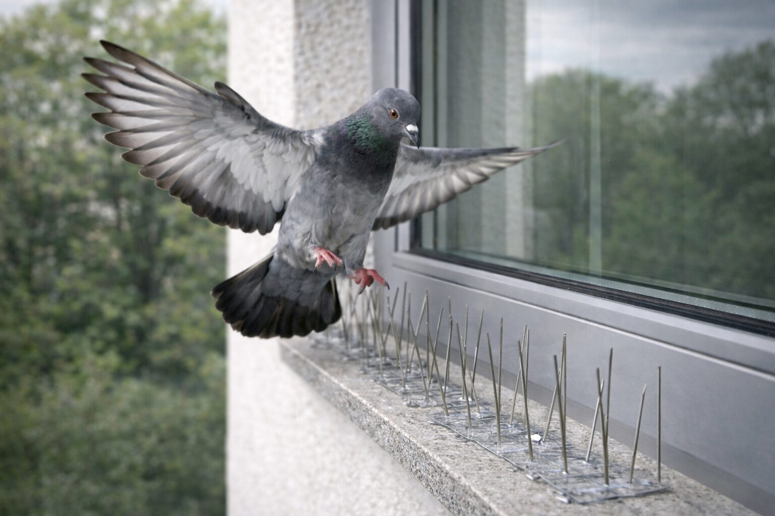 Soluzioni efficaci contro i piccioni