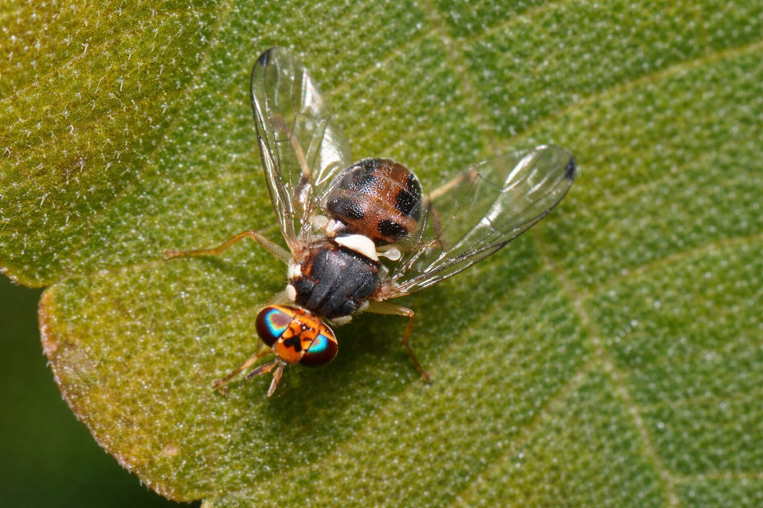 Mosca dell'Olivo